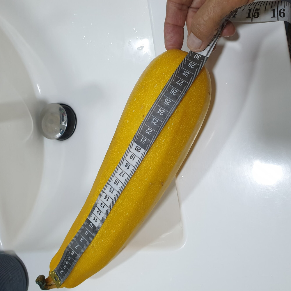 Yellow zucchini #3