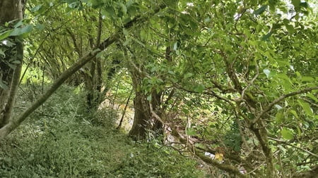 Cum By The River 🌲