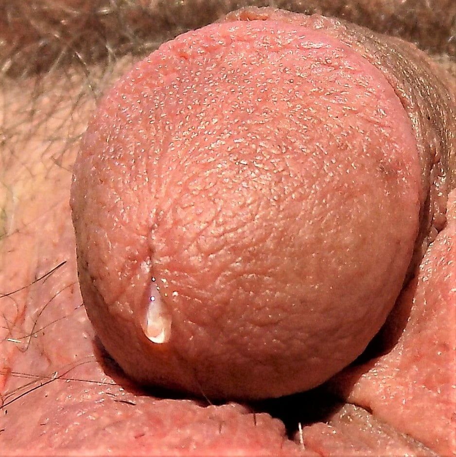 Cock  #31