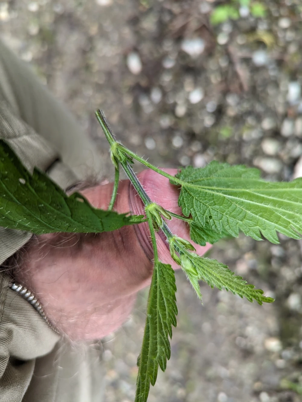 Got punished with nettle (macro photo) #5