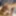 BLACK-TGIRLS: Shar&#039;Daysha&#039;s Sticky Cumshot