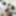 Shino Aoi :: Surrender Of Mature OL- CARIBBEANCOM #10