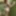 Shooting in the forrest