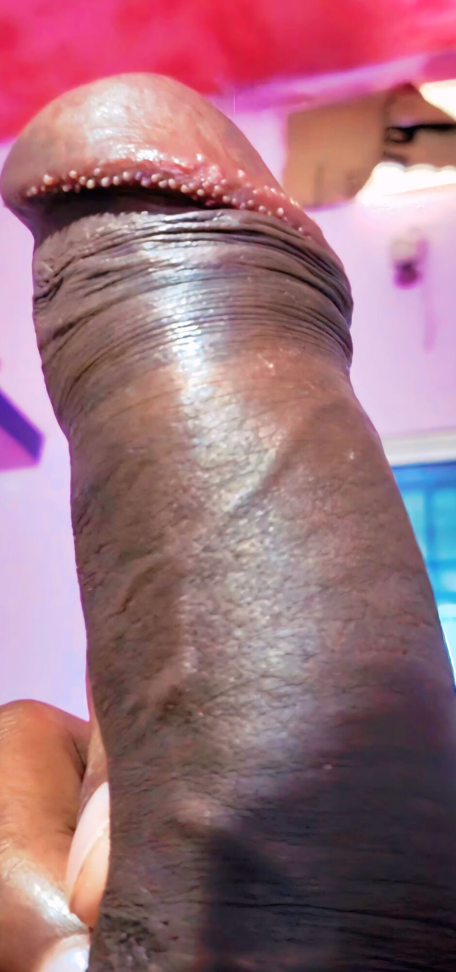 Gran polla india Lund 