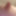 Boobies