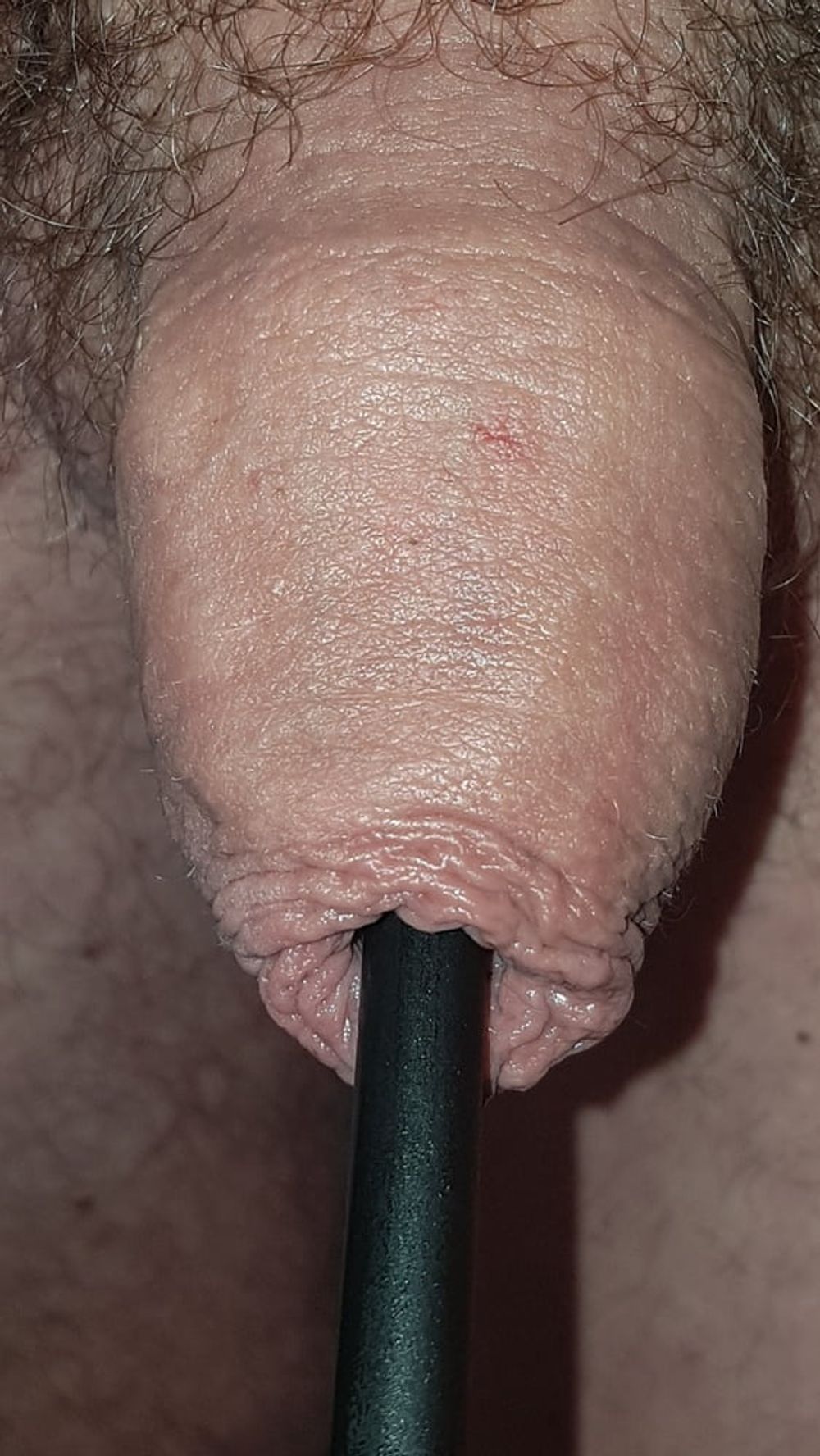 Urethral Insertion #24