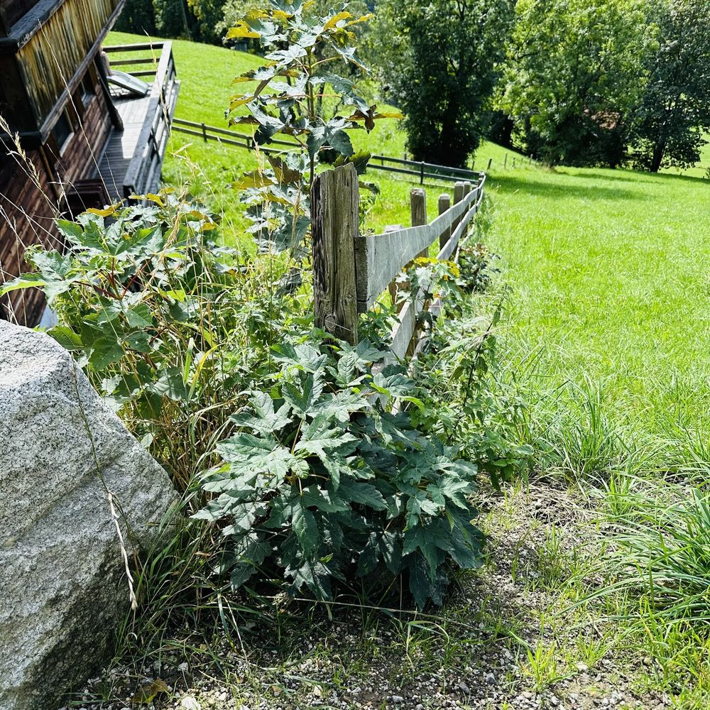 Its Nettles time!