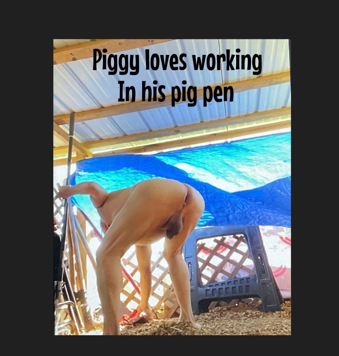 The pig working in his pig pen