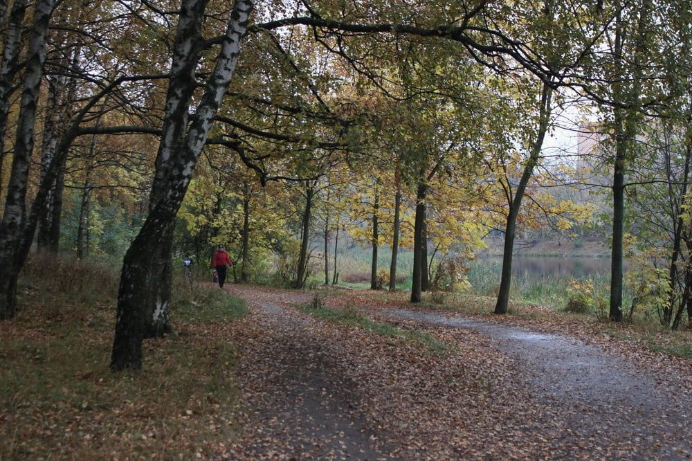 red jacket and yellow leaves #35