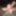 New Pedicure tease