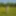 Yellow Meadow