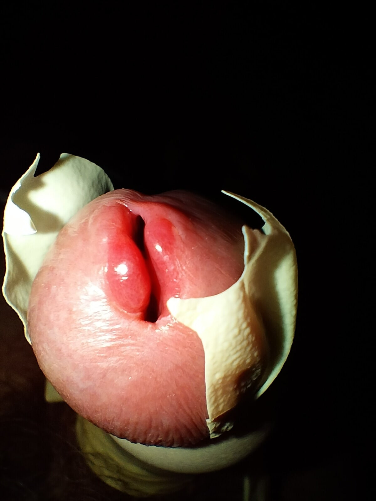 cock harnessed close up  #9