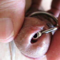 More steel in my cock with glans ring