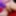 SHIBARI AND GIGANTIC ANAL DILDO