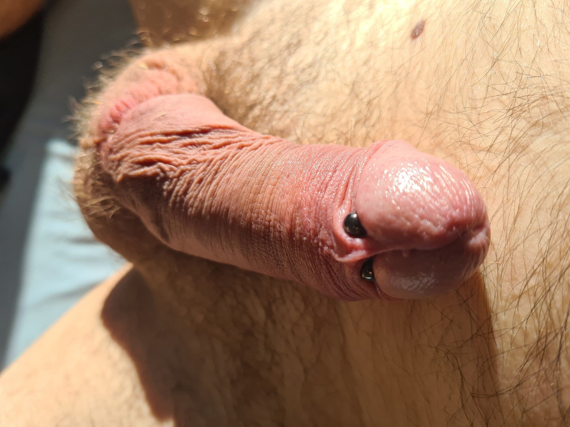 Cock banding session with 5 elastrator bands