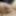 Micro cock pics
