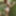 Shooting in the forrest
