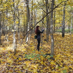 On Carpet from Yellow Leaves