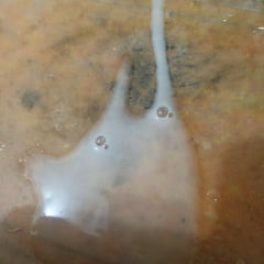 Indian cock cumshot 