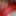 red lace new