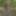 Dildo in the woods