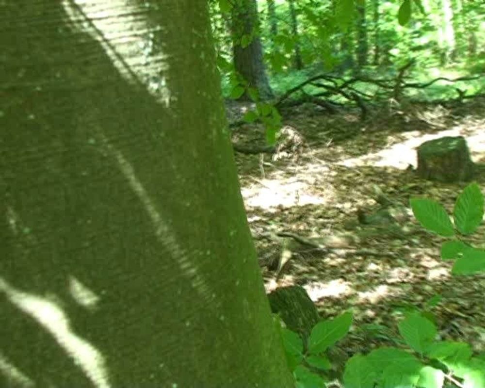 Voyeur - Masturbating In Forest