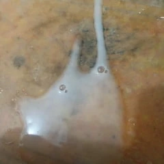 Indian cock cumshot 