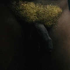 Yellow hairy