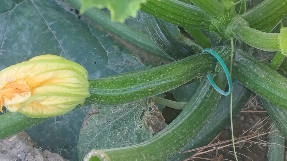 A courgette challenge #25