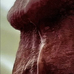 Portraits of Richard