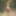 Cute brunette Maxa posing nude in the forest #14