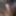 Cock Pictures