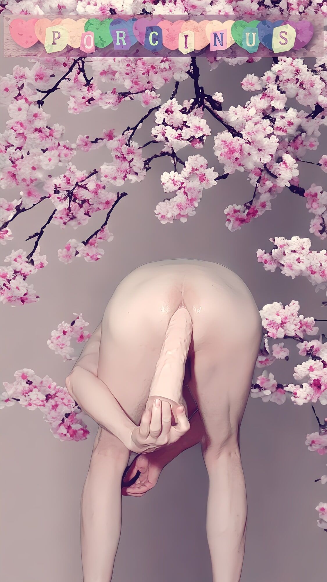 Cherry blossoms #10
