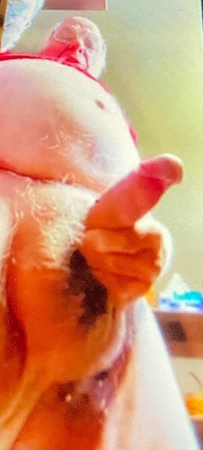 Amateur celebrity Roncoman  #3