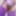 2025 Dripping Little Clitty Photo Collection 