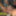 amateur transvestite sounding urethral lingerie 2
