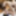 Shino Aoi :: The Prey waitress - CARIBBEANCOM #29