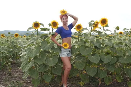 sunflowers         