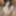 Latina coed Sophia is sucking dick