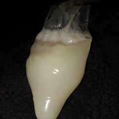  condom