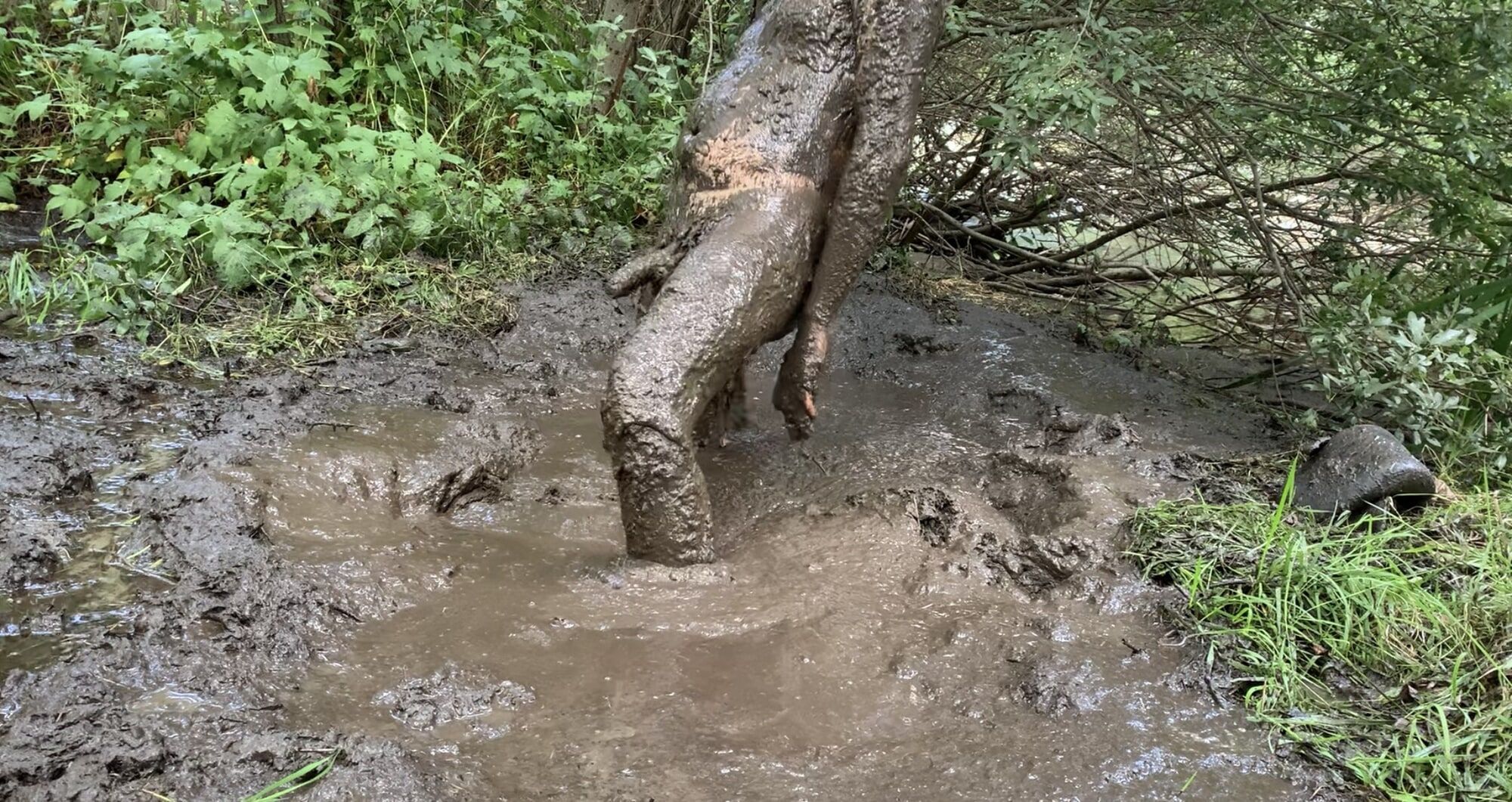 Mud ! Mud ! Mud ! #36