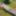 Mommy&amp;amp;#039;s Re-purposed Used Dildos.  Hugh-Titted Garden Walk #8