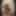 Linda asian ts champagne and big black pearl dildo 2 #28