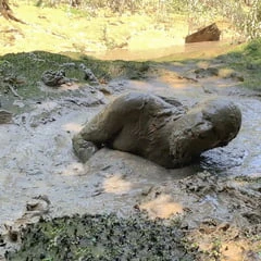 SHOT : MUD SUBMISSION