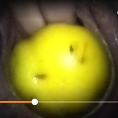 Filled with lemon