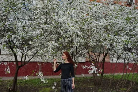 in white cherry flowers         