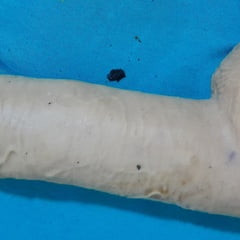 Dildo
