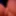My little friend – freshly shaved and ready