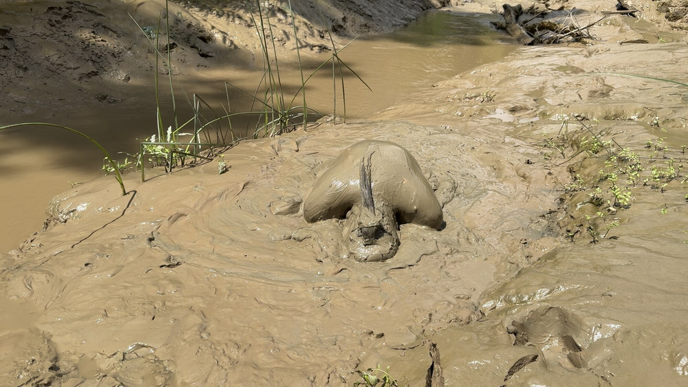 SHOT - MUD PIG IN HEAT #26