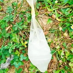 Cum in Condom